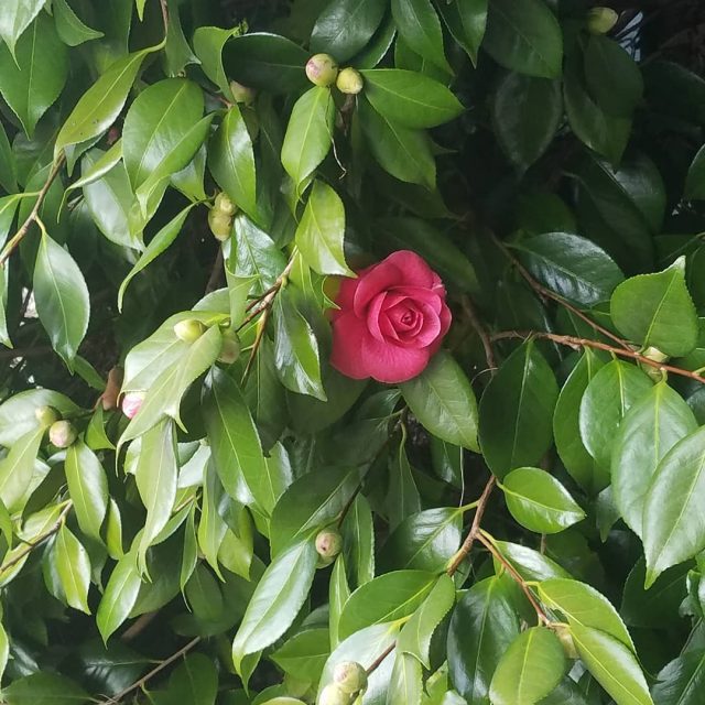 Ok Spring do your thing Were ready and waiting! camelliabudshellip